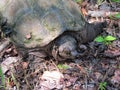 Alligator Snapping Turtle - Macrochelys temminckii Royalty Free Stock Photo