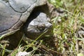 Alligator Snapping Turtle - Macrochelys temminckii