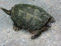 Alligator Snapping Turtle - Macrochelys temminckii