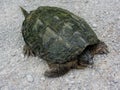 Alligator Snapping Turtle - Macrochelys temminckii