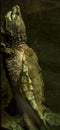 Alligator Snapping Turtle (Macrochelys temminckii)