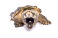 Alligator snapping turtle,Macrochelys temminckii