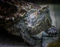 The alligator snapping turtle Macrochelys temminckii is a species of turtle in the family Chelydridae Royalty Free Stock Photo