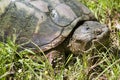 Alligator Snapping Turtle - Macrochelys temminckii