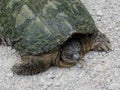 Alligator Snapping Turtle - Macrochelys temminckii Royalty Free Stock Photo