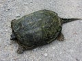 Alligator Snapping Turtle - Macrochelys temminckii