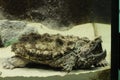 Alligator snapping turtle Macrochelys temminckii at a ZOO Royalty Free Stock Photo