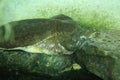Alligator snapping turtle Royalty Free Stock Photo