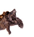 Alligator snapping turtle on white Royalty Free Stock Photo