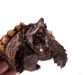 Alligator snapping turtle on white Royalty Free Stock Photo