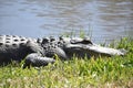 Alligator soaking on a South Louisiana sunny day