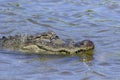 Alligator at the South Padre Island Birding Center