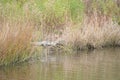 Alligator looks over the marsh for potential victims Royalty Free Stock Photo