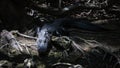 Alligator Staring, Big Cypress National Preserve, Florida