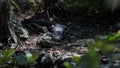 Alligator Staring, Big Cypress National Preserve, Florida