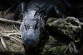 Alligator Staring, Big Cypress National Preserve, Florida