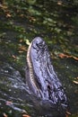 Alligator Sticking His Snout Out of the Water