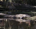 Alligator Stock Photos.   Alligator head close-up profile view resting on a log. Portrait. Photo. Image. Picture Royalty Free Stock Photo