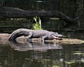 Alligator Stock Photos. Alligator resting on a log in the water Royalty Free Stock Photo