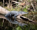 Alligator Stock Photos.   Alligators close-up profile view in the water resting on a log. Body reflection in the water. Portrait. Royalty Free Stock Photo