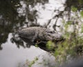 Alligator Stock Photos. Alligator resting on a water log displaying body, head, eye, teeth and enjoying its habitat and Royalty Free Stock Photo