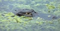 Alligator submerged in lake