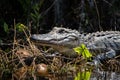 Alligator in the Sun Royalty Free Stock Photo