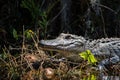 Alligator in the Sun Royalty Free Stock Photo