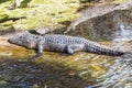 Alligator Royalty Free Stock Photo