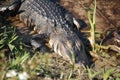 Alligator Royalty Free Stock Photo