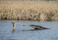 An Alligator suns on a board built for him. Royalty Free Stock Photo