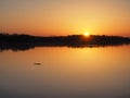 Alligator at sunrise on Nine Mile Pond in Everglades National Park, Florida. Royalty Free Stock Photo