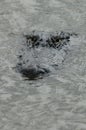 Alligator Surfacing Royalty Free Stock Photo