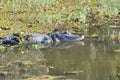 Alligator Swamp Royalty Free Stock Photo