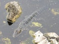 Alligator in the swamp of Florida 5.4 Royalty Free Stock Photo