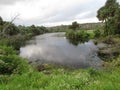 Alligator swamp Royalty Free Stock Photo