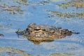Alligator in the swamp in Florida wild, closeup