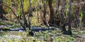 An Alligator in the Swamp Royalty Free Stock Photo