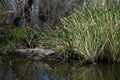 Alligator in a swamp near New Orleans, USA