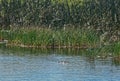 Alligator swamp pond Florida Royalty Free Stock Photo