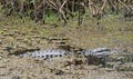 Alligator is a swamp
