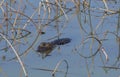 Alligator in swamp water