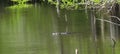 Alligator in the swampy wet lands of Southern Florida Royalty Free Stock Photo
