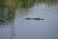 Alligator swimming in the Bayou.