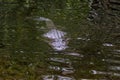 Alligator Swimming, Big Cypress National Preserve, Florida