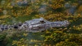Alligator Swimming, Big Cypress National Preserve, Florida