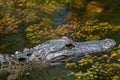 Alligator Swimming, Big Cypress National Preserve, Florida