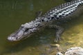 Alligator Swimming, Big Cypress National Preserve, Florida