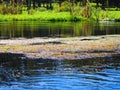 Alligator swimming through floating aquatic vegetation