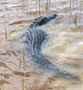 Alligator swimming through marsh grass